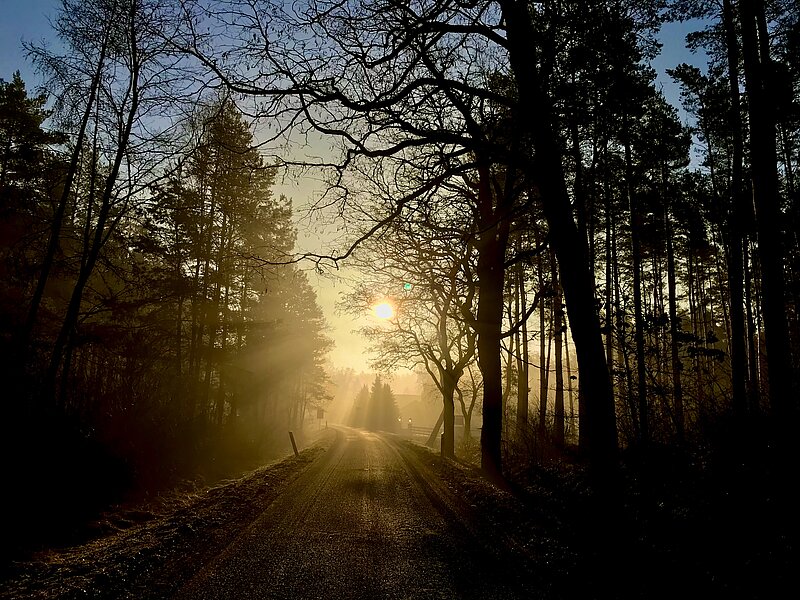 Sonnenuntergang in der Dübener Heide