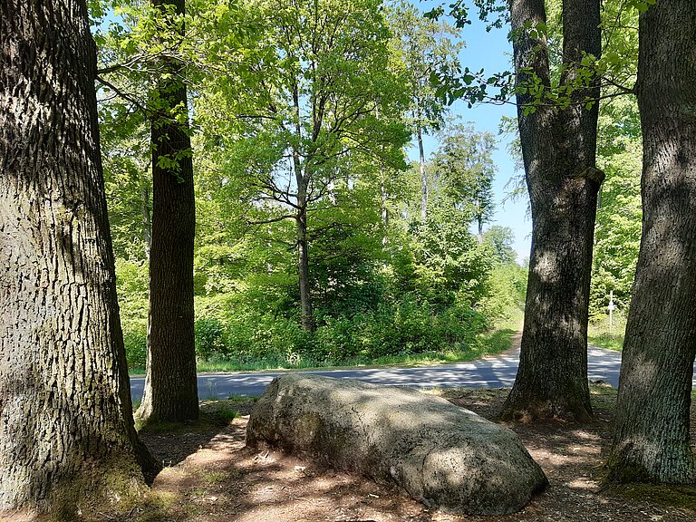 Hier kann man rechts und links sowie im Hintergrund Bäume sehen. Zwischen den Bäumen liegt ein großer Stein. Dieser Findling ist der Lutherstein. 