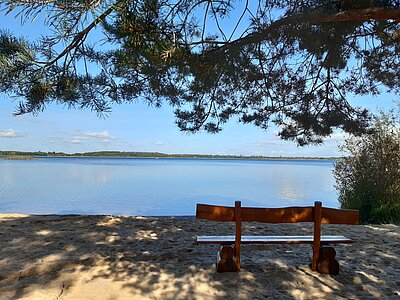 Bank unter einem Baum am Strand.