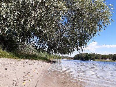Uferbereich am Zschornewitzer See. Bäume spenden Schatten.