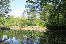 Einer der Steinbruchseen im Möhlauer Park. Viele Bäumen spenden Schatten.