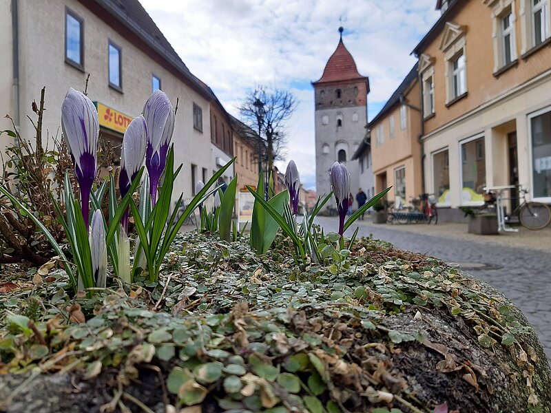 Frühblüher im Vordergrund mit Blick auf den Oberen Stadtturm