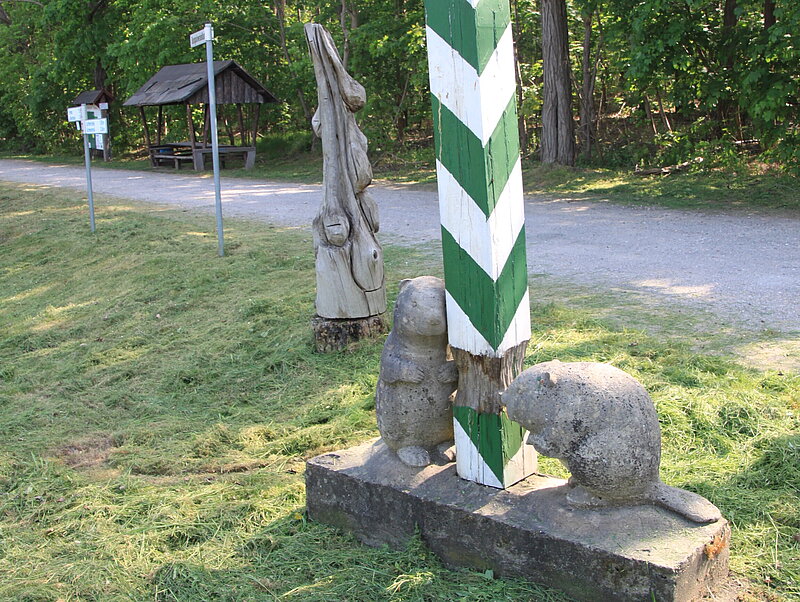 Hier sieht man die Biberstele in Tornau. Zwei Biber sind zu sehen, die einen Holzstamm aknabbern.