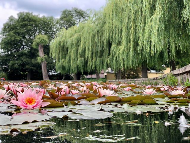blühende Seerose im Wasser. Im Hintergrund die Trauerweiden.